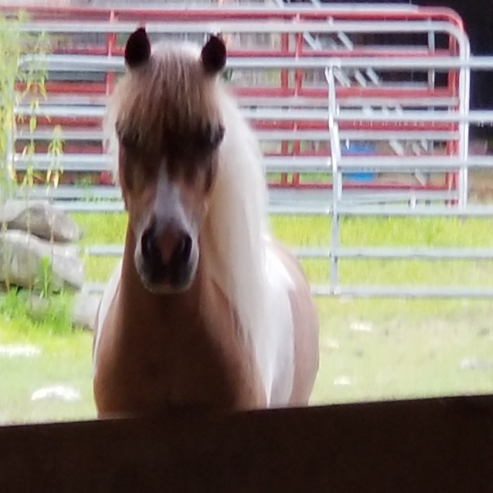 Meet your Posher, Ellen